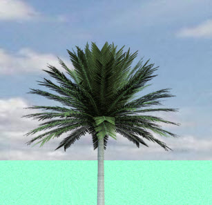 Palm-tree.jpg