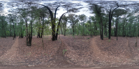 Dark Autumn Forest.png