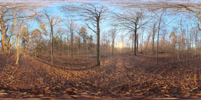 Autumn Forest 04.png