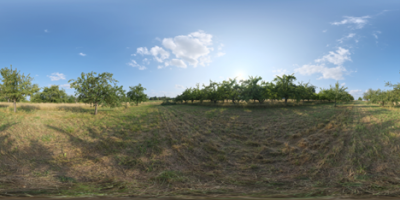 Dry orchard meadow.png