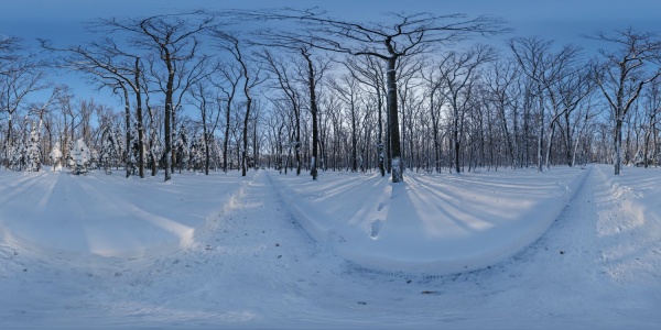 Snowy forest path 02.jpg